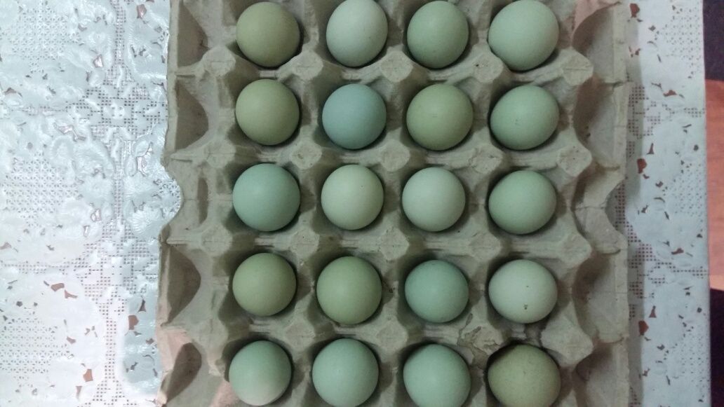 Продам яйцо инкубационное породистой птицы