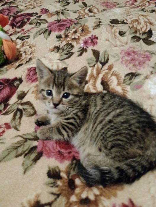 Бенгальскі кошенятка метиси