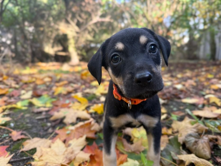 Solea suczka szczeniak do adopcji