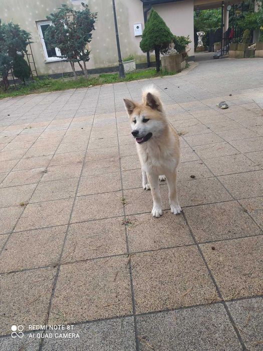 Akita inu szczeniaczek
