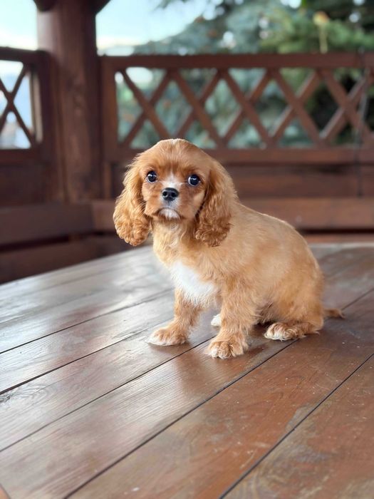 Cavalier king charles spaniel chłopiec