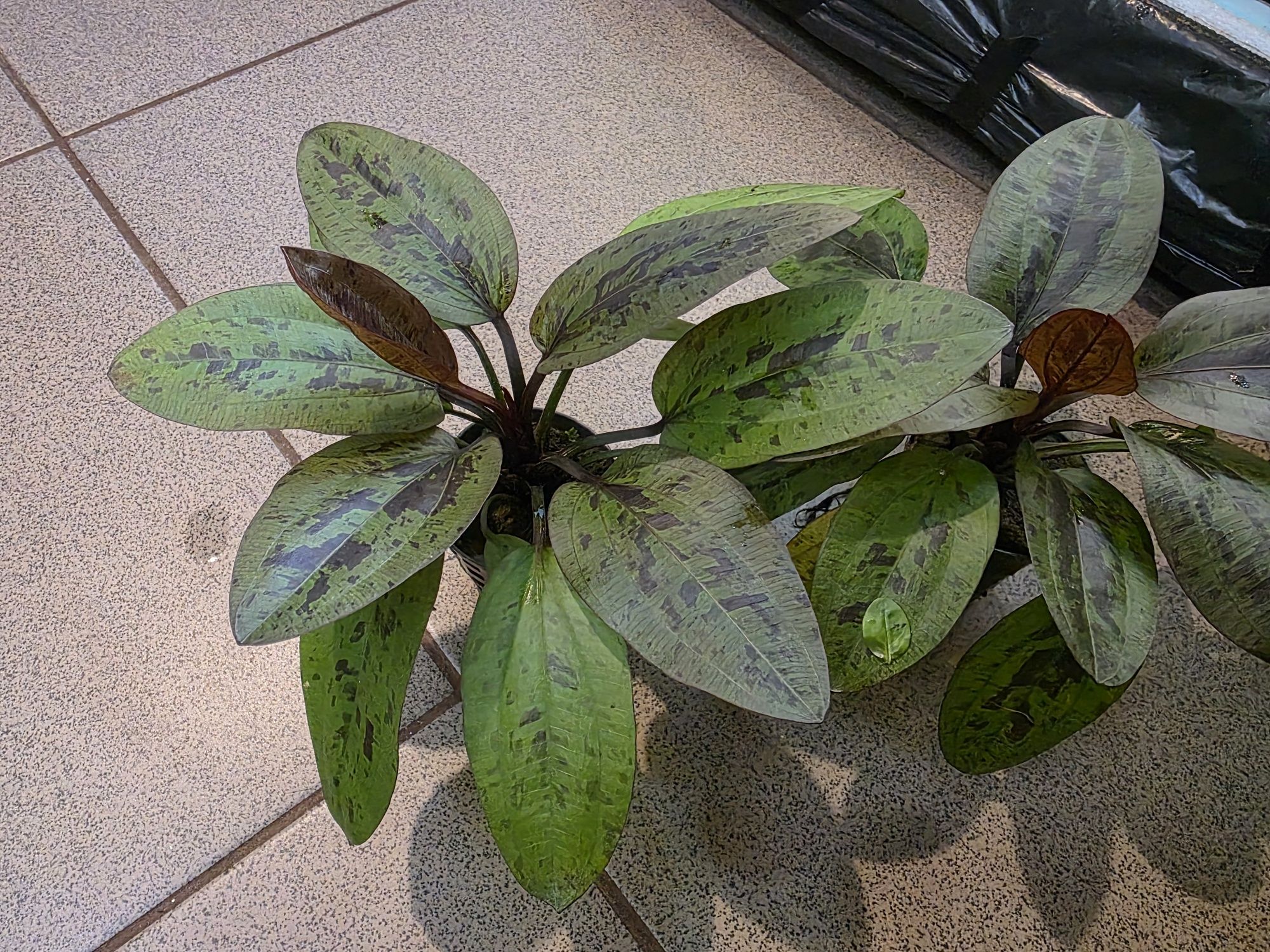 Echinodorus REINER FELIX - żabienica nakrapiana