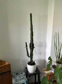 Cacto (Euphorbia) grande com vaso