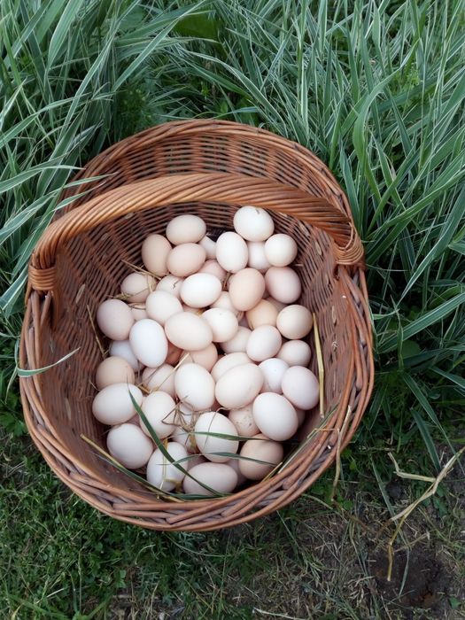Jajka , jaja wiejskie
