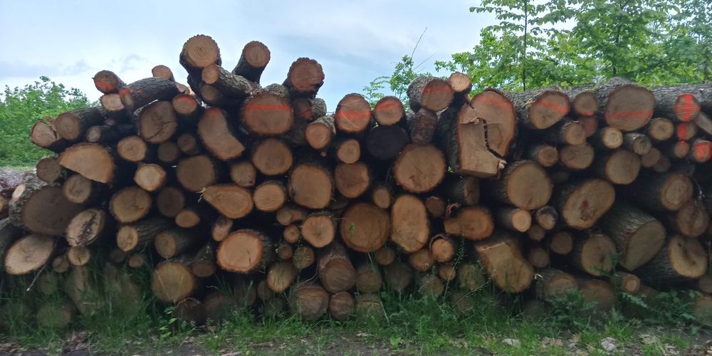 Dąb w kawałkach 30cm do kominka .