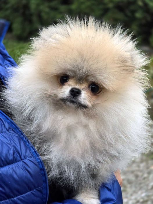 Miś xxs Szpic miniaturowy Pomeranian ZKwP