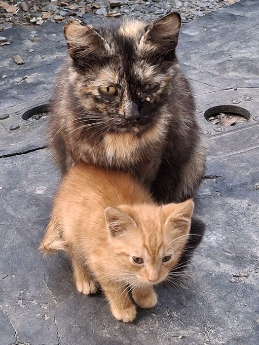 Кошенята,2,5 місяці, хлопчик , дівчинка
