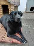 Tom pies piesek w typie labradora labrador błaga o dom
