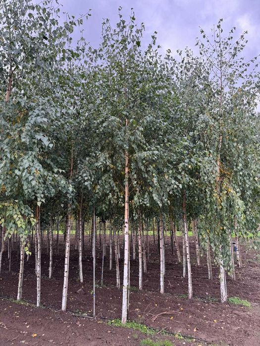 Brzoza brodawkowata 10-12, 12-14, 14-16, 16-18, 18-20, 20-25