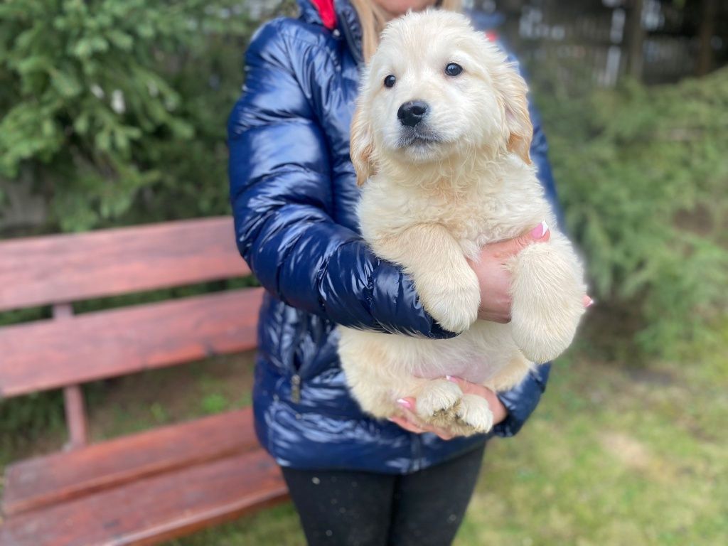 Golden Retriever szczeniak