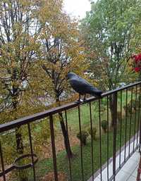 Kruk odstraszający gołębie na balkon