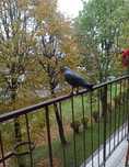 Kruk odstraszający gołębie na balkon