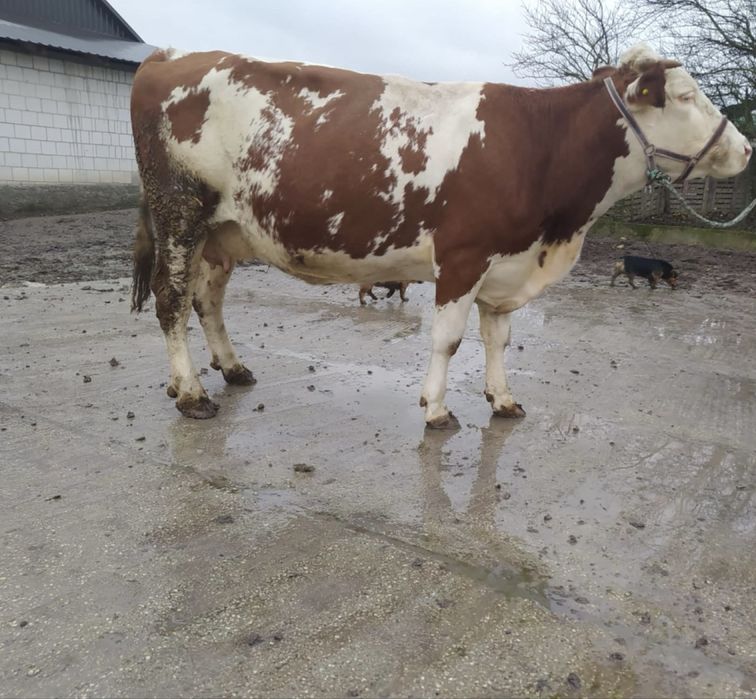 Sprzedam krowę wysoko cielną