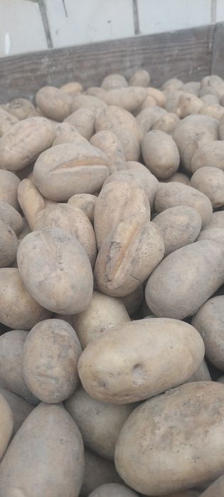 Sprzedam ziemniaki odpadowe paszowe
