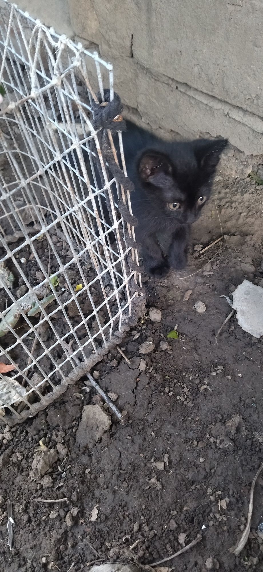 Котик в добрі руки