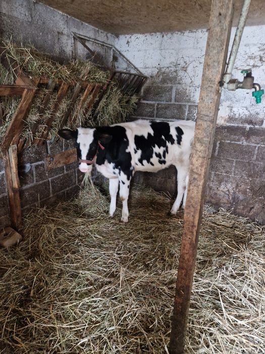 Jałóweczka 5 misięczna