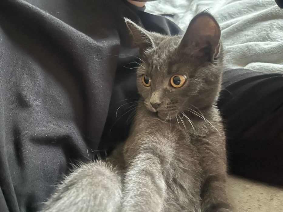 віддаємо кошеня віком 4 місяці