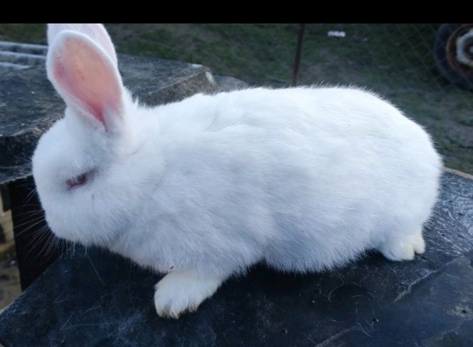 Кролики Новозеландські білі