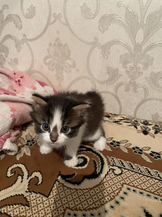 Кошенятко  трьохкольорове