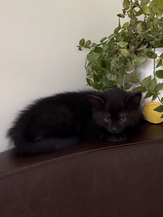 Кошеня хлопчик - 2 місяці безкоштовно