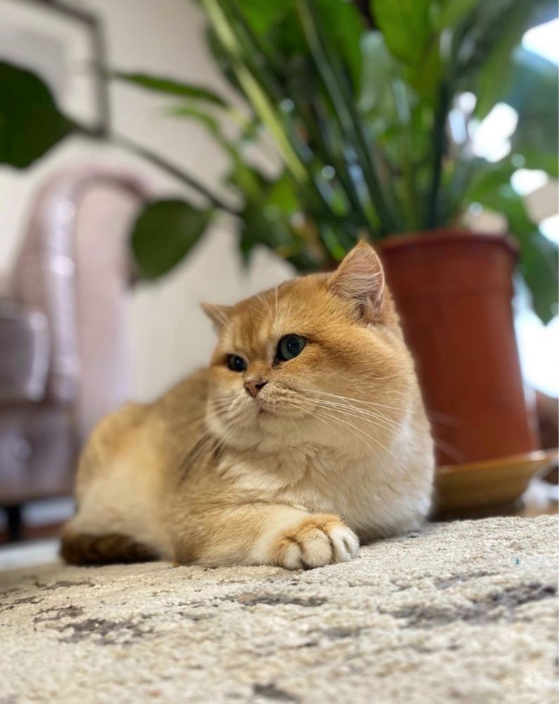 Kicia brytyjska do odbioru