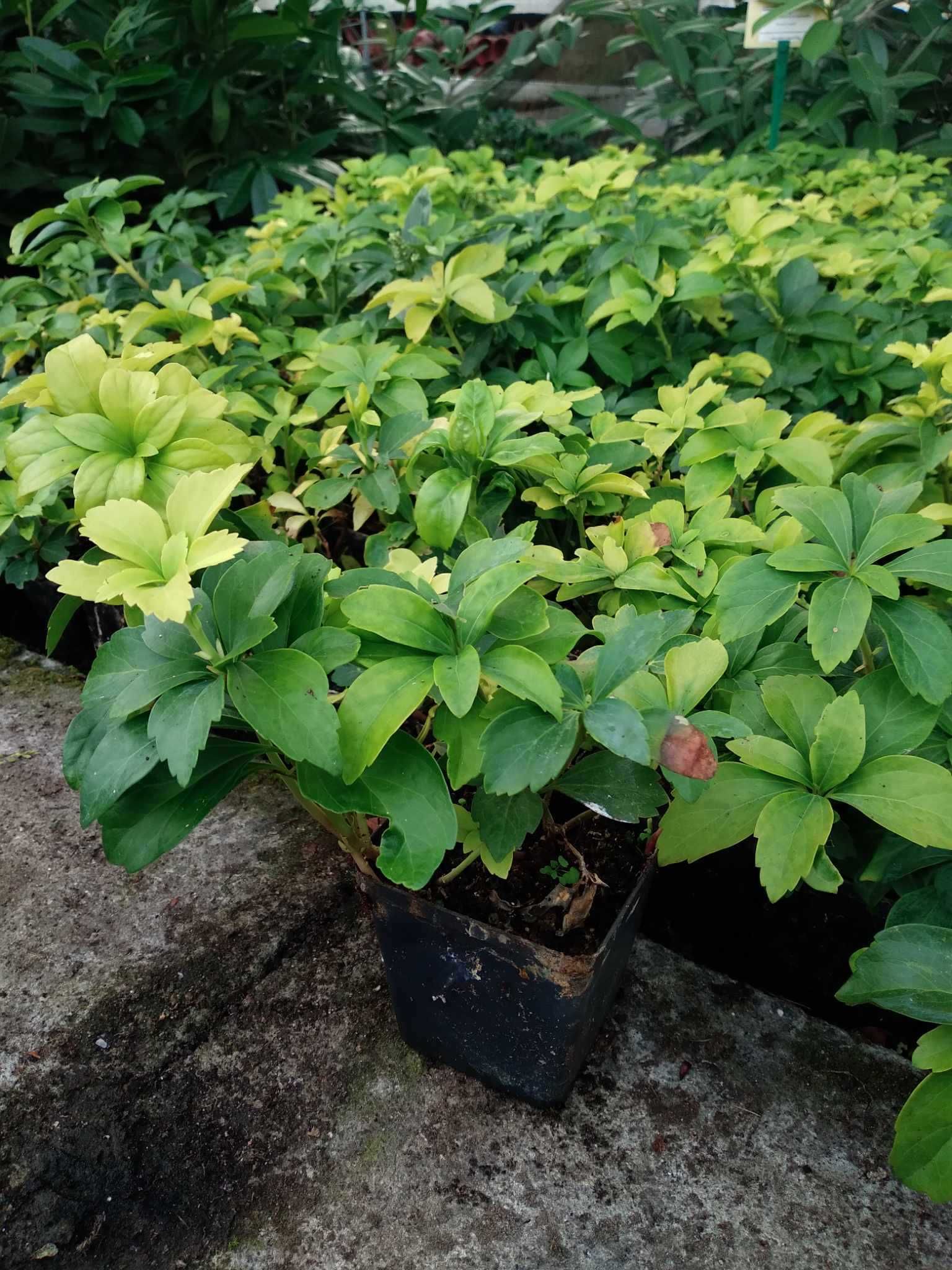 Runianka japońska Green Carpet,  Pachysandra terminalis