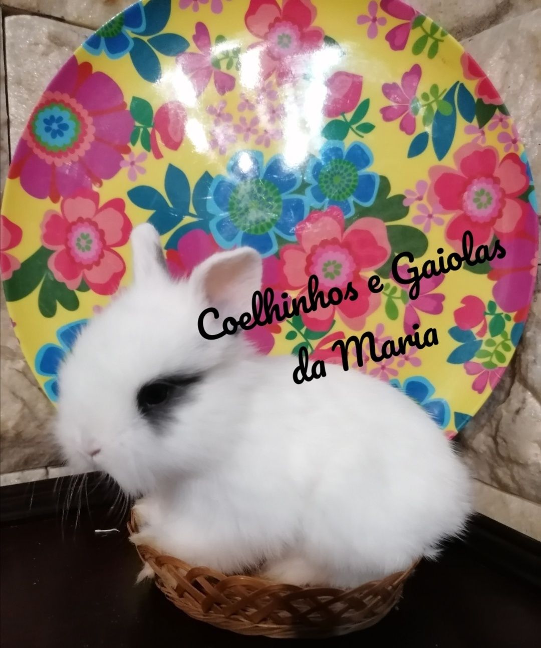 KIT Coelhos Anões Bebés, Mini Toy, Holandêz, Tedy, Ãngora lindos