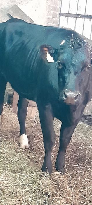 2 jałówki mleczne do zacielenia