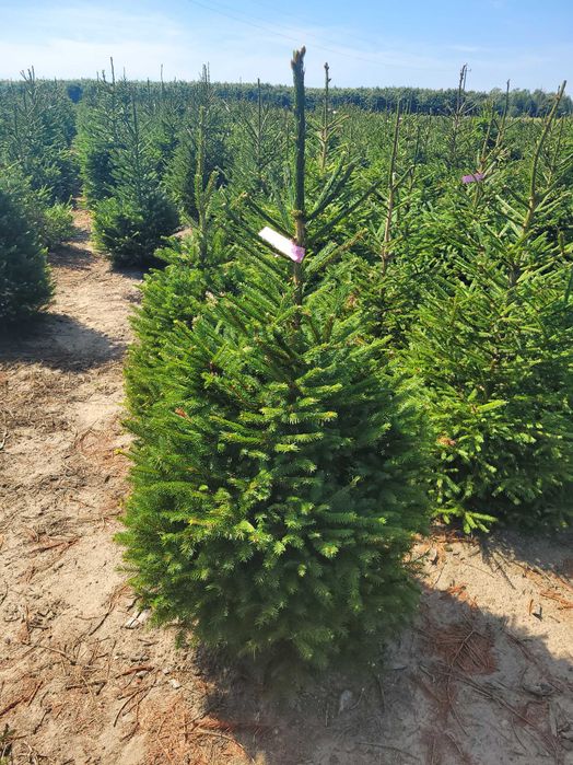 Świerk pospolity cięty 175-300 cm/ w donicy 80-175 cm/ TuChoinki.pl