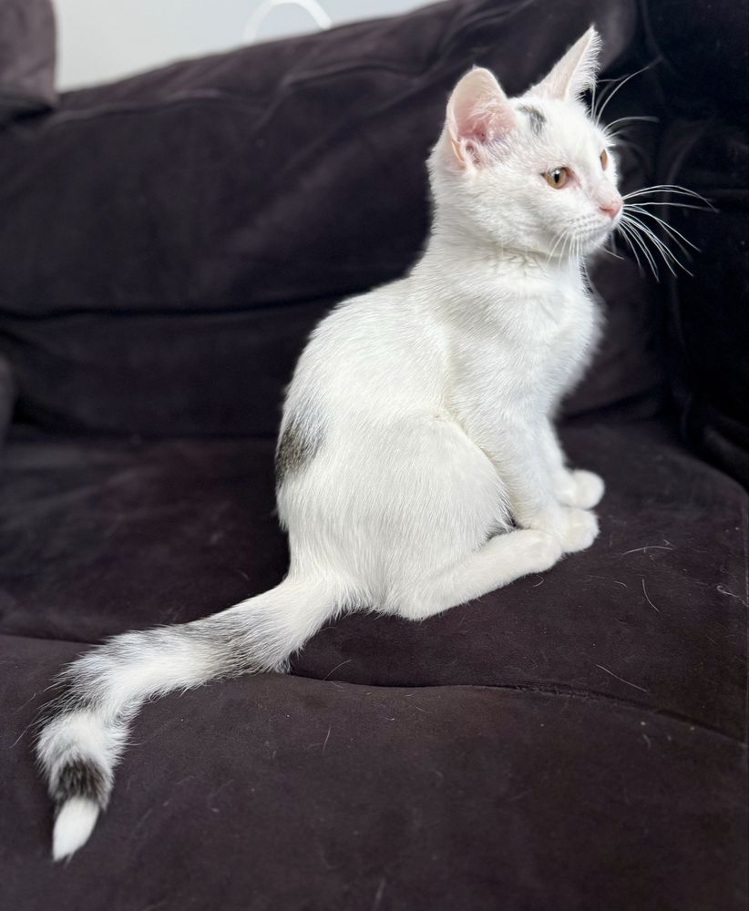 Kociak do adopcji Rafaello szuka domu