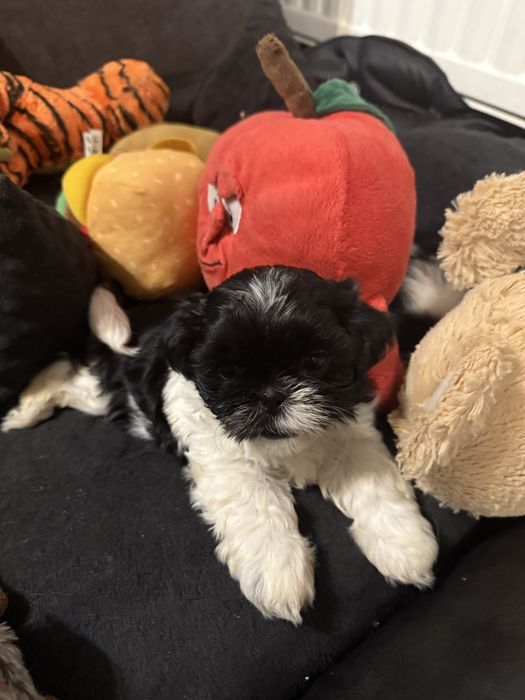 Shih tzu szczeniak