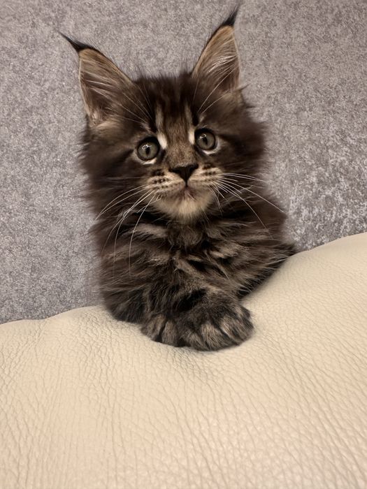 Котик хлопчик Мейн кун