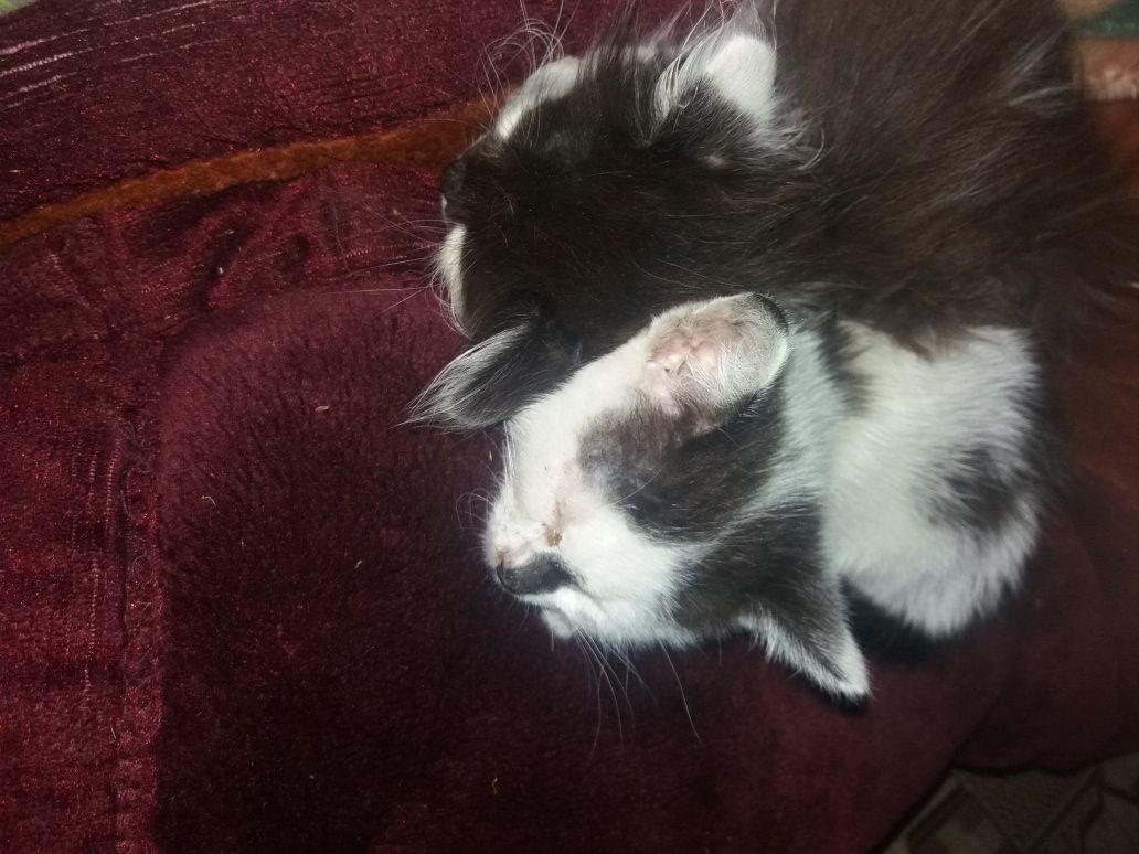 Котику хороші в міють гратися