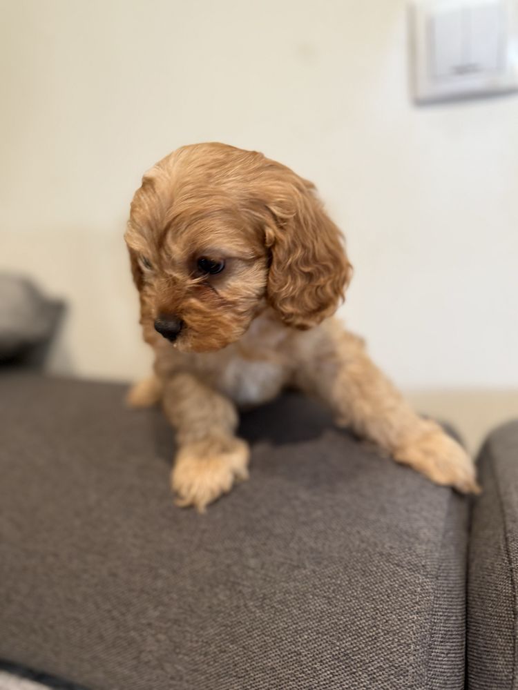Cavapoo do odbioru