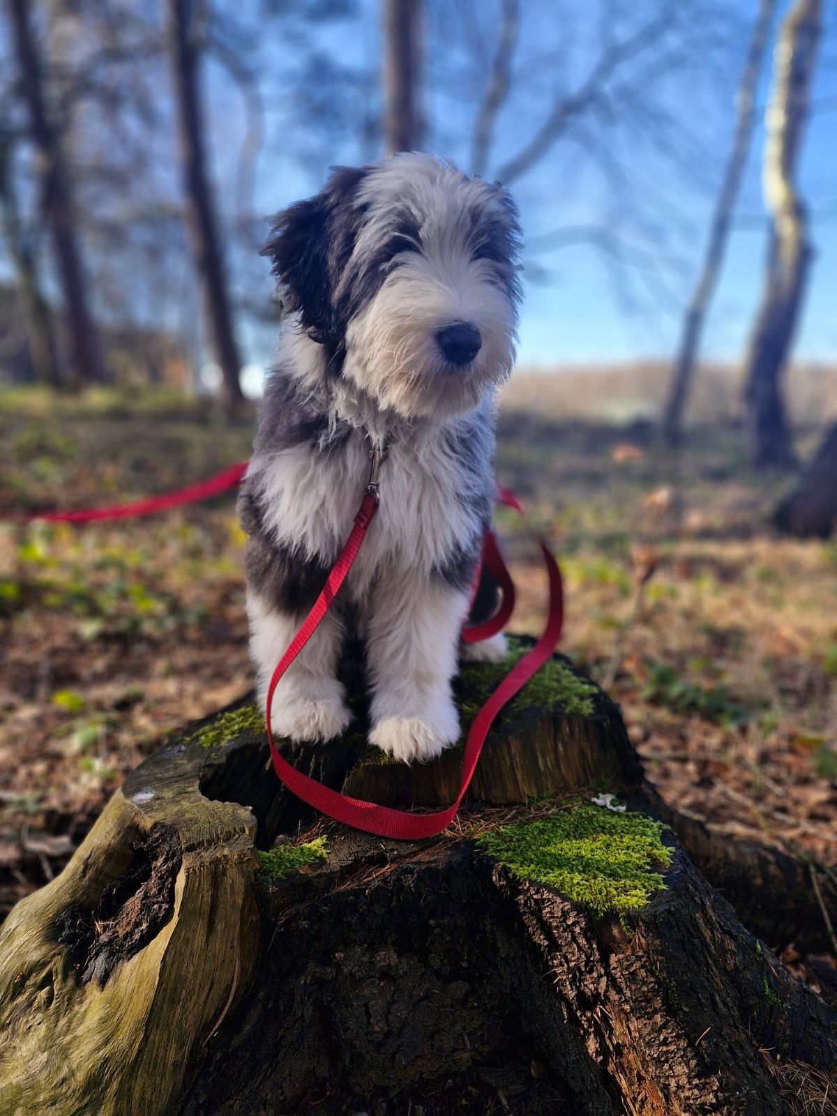 Bearded Collie FCI  2025 szczeniak