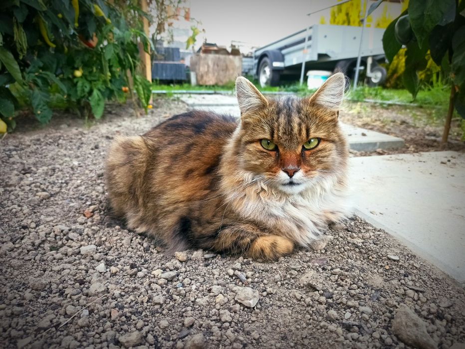 Zaginął kot, 1,5 roczny kocurek