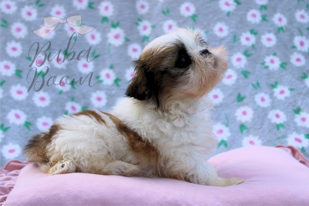 Shihtzu w wersji mini – najmniejszy, uroczy, gotowy do odbioru