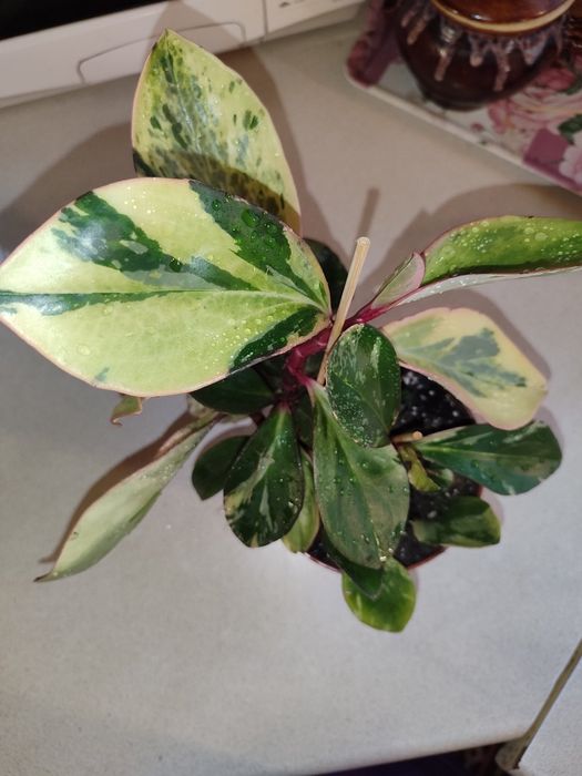 Пеперомія варієгатна,сорт Джеллі , гібрид дорослий кущ