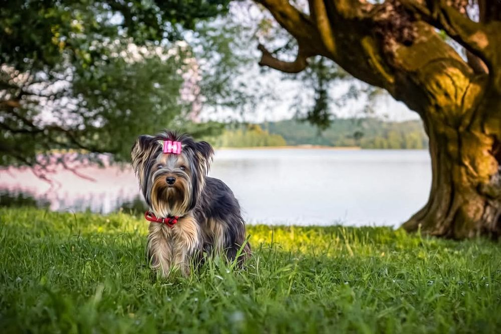 Yorkshire terrier pies