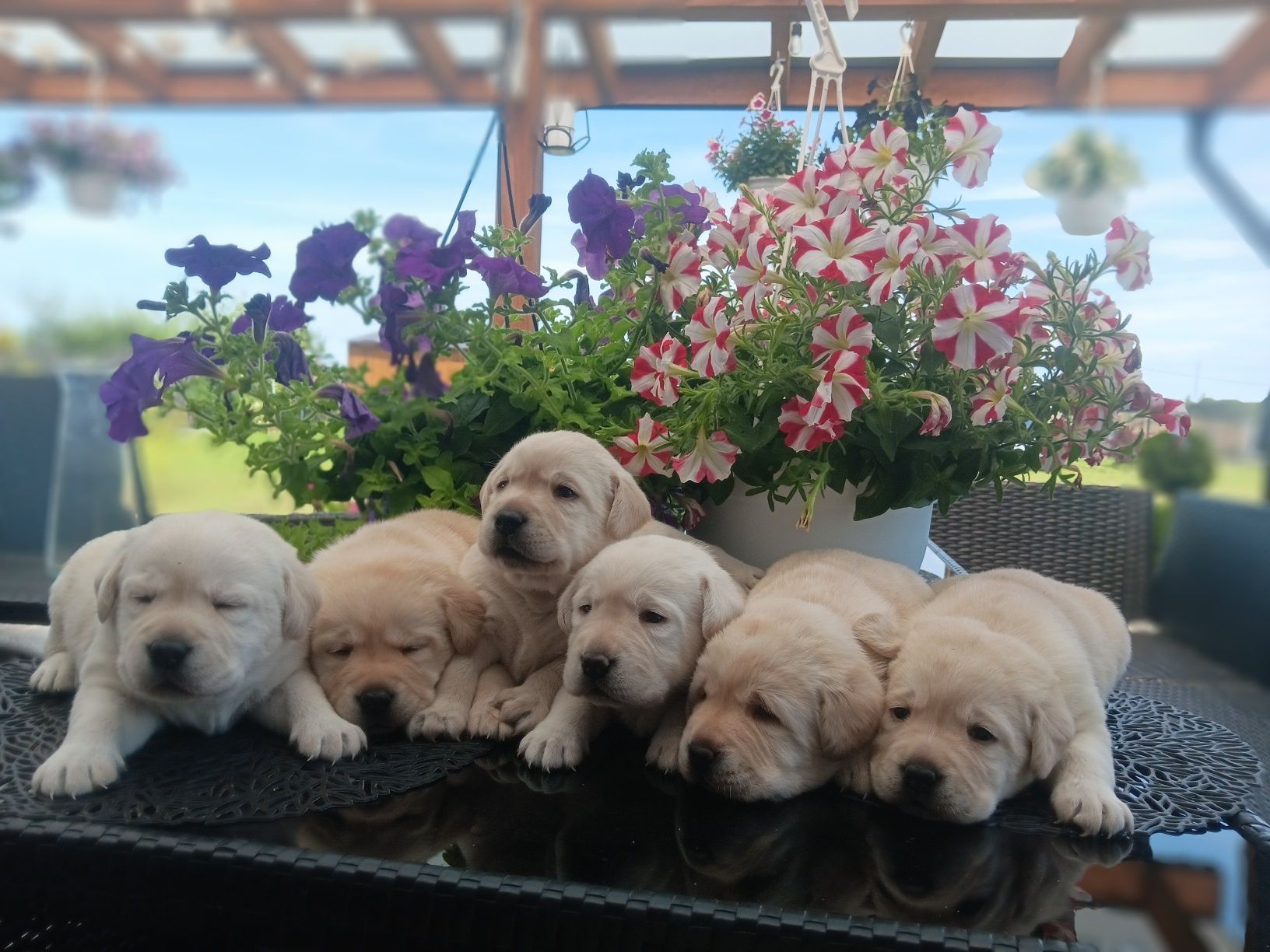 Labrador Retriever szczenie biszkopcik po ojcu z pochodzenia FCI