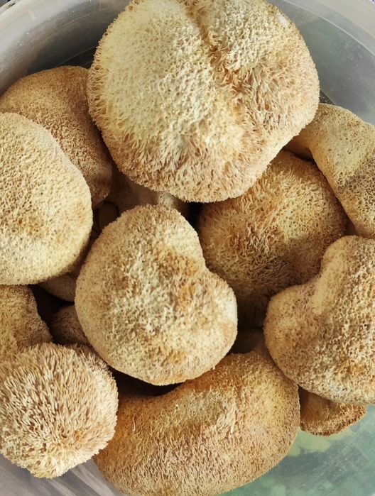 Продам Їжовик, Кордіцепс, Рейші