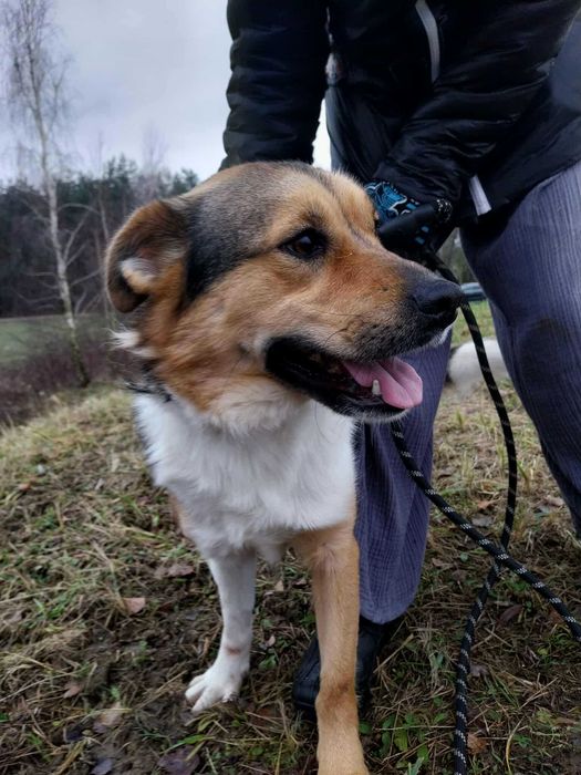 Młody i niewielki Parys do adopcji