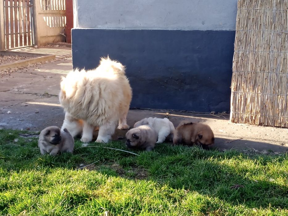 Chow Chow suczka Cream