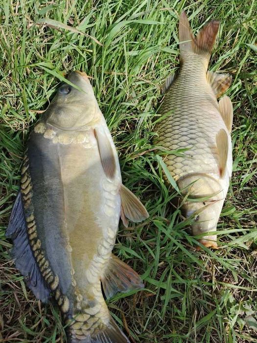 Sprzedam karpie żywe 0,5 do 1,5kg