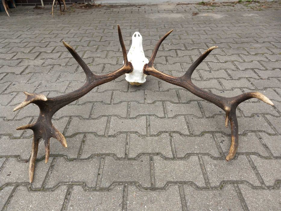 Poroże, Wieniec, Jeleń, Rogi, Osiemnastak