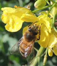 Miód pszczeli wielokwiatowy