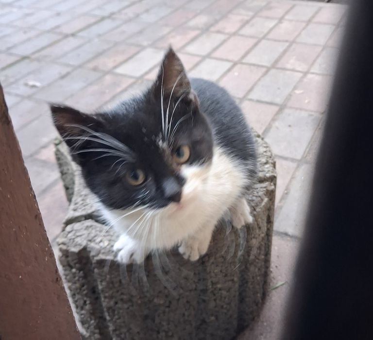 Oddam kociaka  w dobre ręce