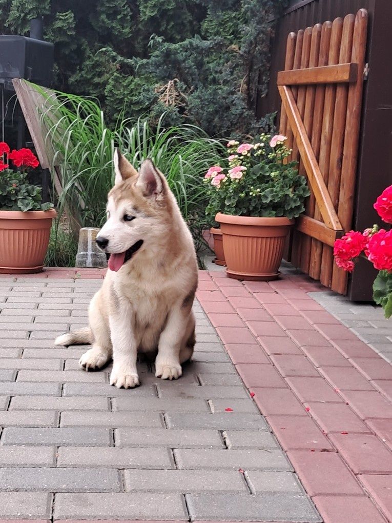 Szczeniak Siberian Husky