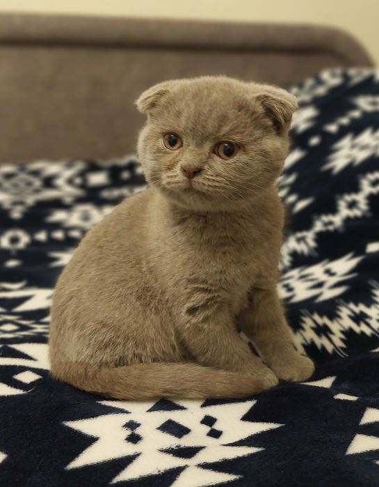 Шотландский вислоухий котёнок МАЛЬЧИК!