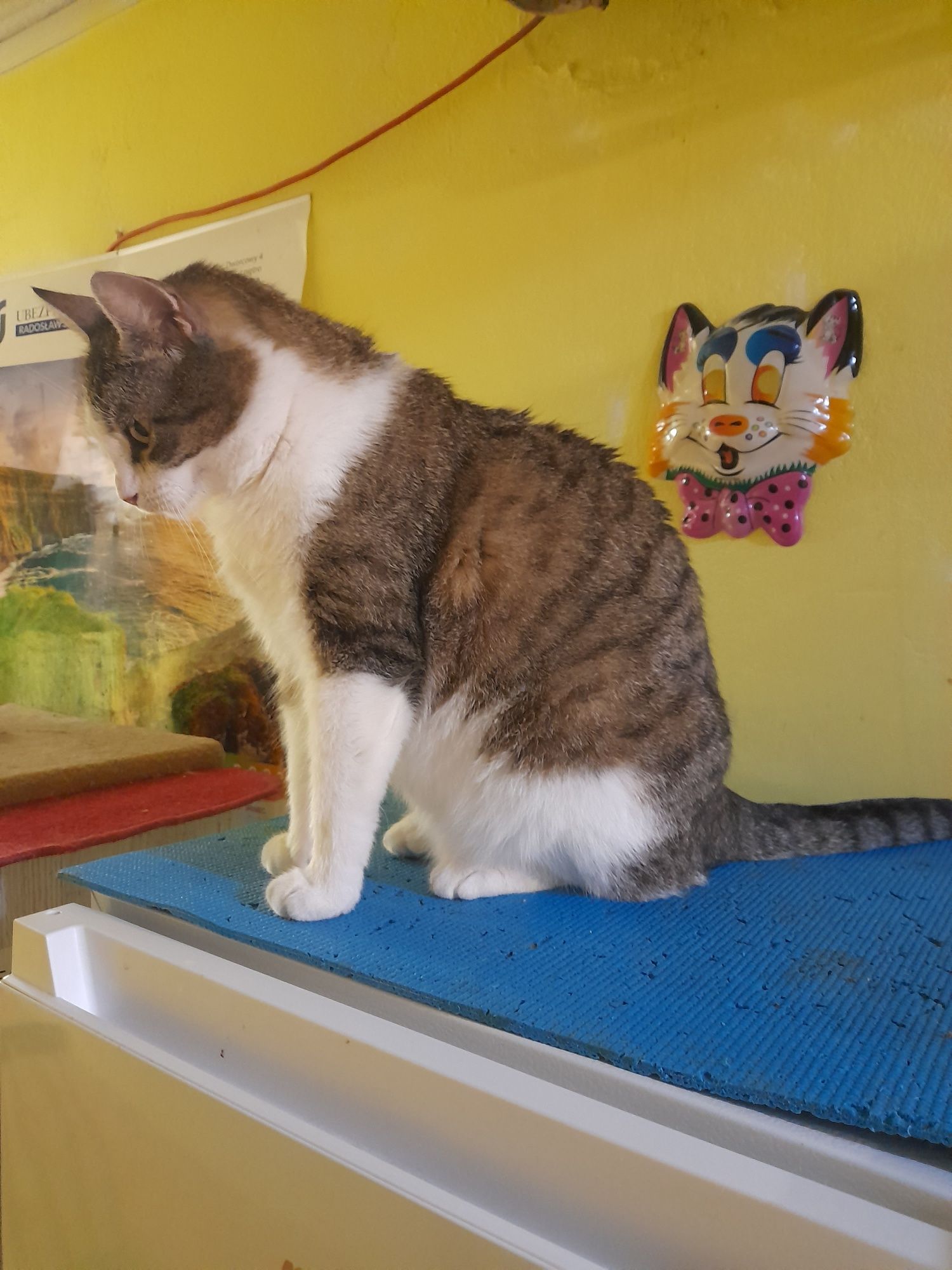 Koty do adopcji i pokochania